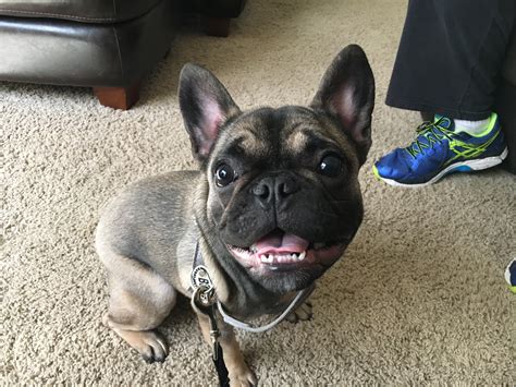 Teaching A High Energy French Bulldog Puppy To Calm Down And Listen
