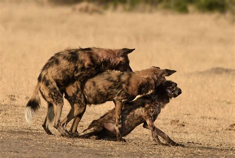 How Often Do African Wild Dogs Reproduce