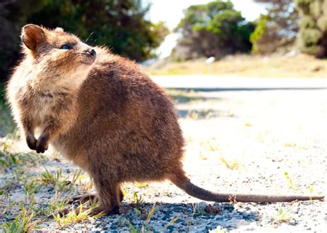 Quokkas are stars on the internet posing for selfies. 50 Quokka Facts: Smiling, Baby-Flinging, Selfie Kings! in ...