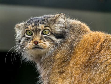 In The Wild 4 Fascinating Facts About The Pallas Cat