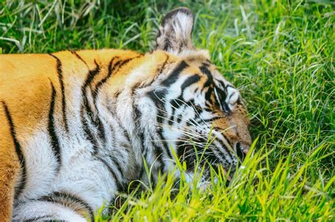 Cara De Um Tigre De Sumatran Que Encontra Se Para Baixo Na Terra Foto