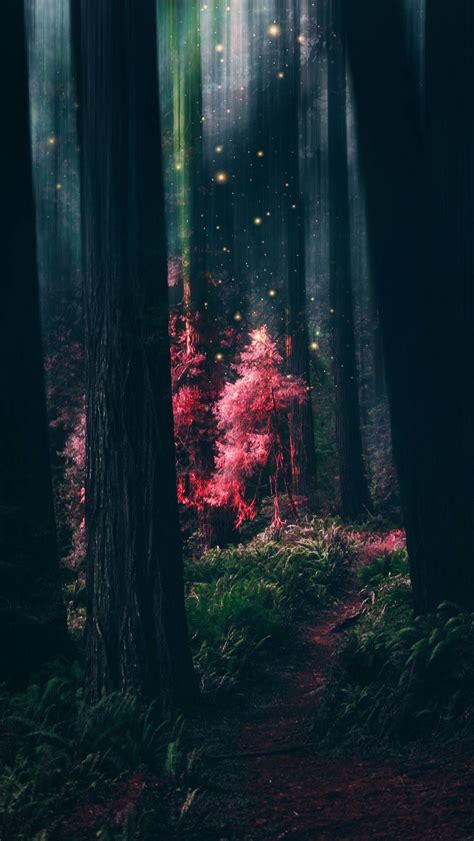 Aesthetic Forest Wallpapers Pine Forest Hd Aesthetic Wallpapers Free
