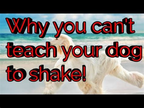 Proven tips from dog experts that has worked for more than 875,000 dog owners worldwide. How to teach your dog to shake without a clicker or treats ...