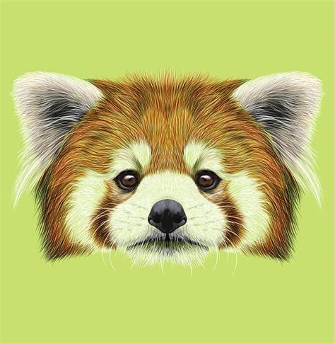 Red Panda Face Illustrations Royalty Free Vector Graphics And Clip Art