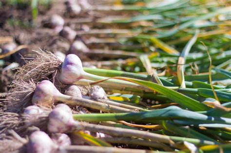 Garlic How To Plant Grow And Harvest Garlic Bulbs The Old Farmers