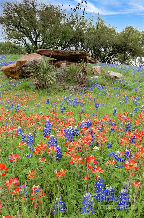 Texas Bluebonnets And Indian Paintbrush Vertical Photograph By Bee