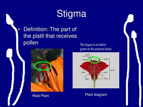 Ppt Plant Terms Powerpoint Presentation Free Download Id6980931