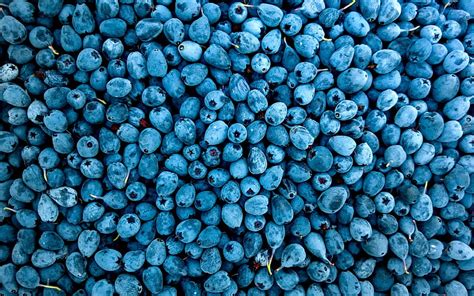 Blueberry Macro Fresh Fruits Berries Blueberries Fruits Hd