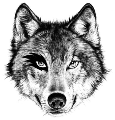 Draw a teardrop shape under the eyebrow line for the muzzle. Pin by Sarah Sestren on graphic design | Wolf face drawing ...