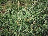 Best Crabgrass Pre Emergent To Use Images