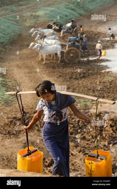 Burmese Woman Collecting Water From A Reservoir Between Mount Popa And