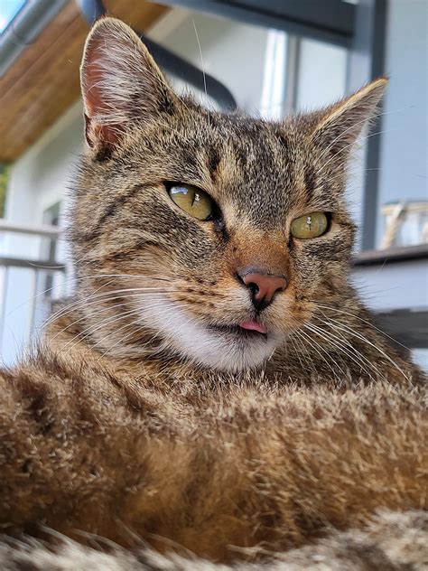 relaxed tiny blep r blep