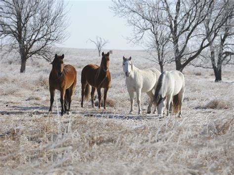 Are Horses Used To Make Dog Food In The Us