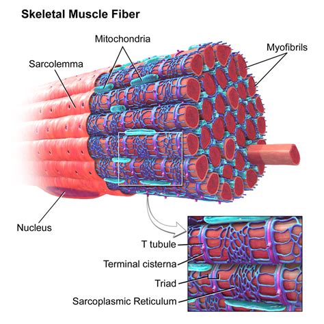 Sr Tethered Mitochondria And Muscle Glycogen