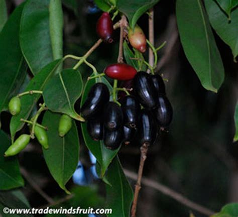 Syzygium Cuminii Java Plum Seeds