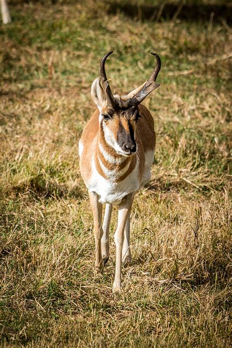 Antelope Photograph By Paul Freidlund Fine Art America