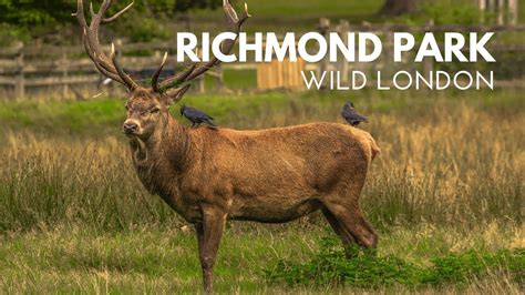 Wildlife Of Richmond Park Wild London Youtube