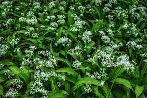 16 Edible Weeds Dandelions Purslane And More