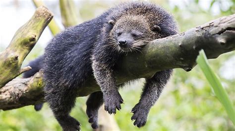 Meet The Real Bearcat Heading To Cairns Tropical Zoo Cairns Post