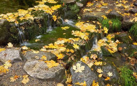 1920x1200 Leaves Stream Thresholds Autumn Maple Cascade Current