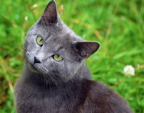 Grey Chartreux Cat With Yellow Eyes And Angry Look Stock Photo Image