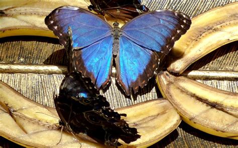 Blue Morpho Butterfly Species Details Cost Origin Facts Pictures