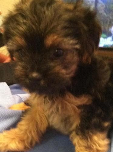 Find yorkie in dogs & puppies for rehoming | find dogs and puppies locally for sale or adoption in canada : ***Cute Yorkie-Poo Puppies*** for Sale in Waco, Texas ...