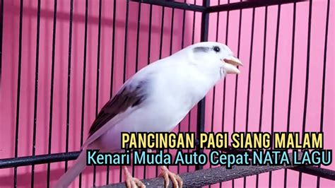 Masteran Kenari Gacor Muda Belajar Nata Lagu Paling Pandai Utk Pancingan Kenari Paud Belajar