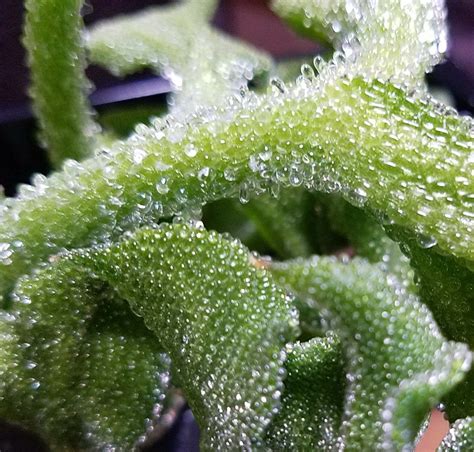 Sometimes just touching the plants or the plant sap can lead to many plant leaves are edible, from lettuces in salads to the leaves of many herbs. Crystal Ice Plant Salad with Edible Flowers | Recipe ...