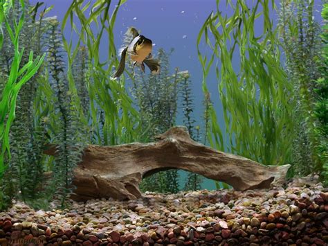 Goldfish Aquarium Screensaver With Serial Number Staginus