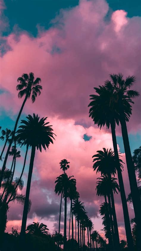 Pin By Ivette Cruz On Wallpaper Palm Tree Iphone
