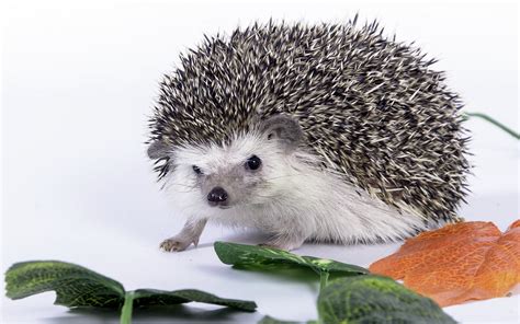 Cute Hedgehog Wallpaper Wallpapersafari