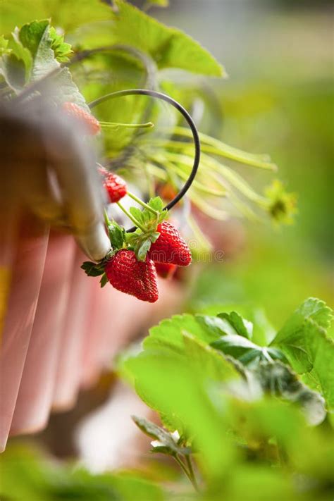 Strawberry Farm Stock Photo Image Of Cultivated Color 40637076
