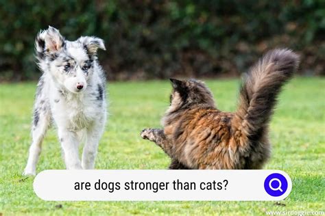 Are Dogs Stronger Than Cats