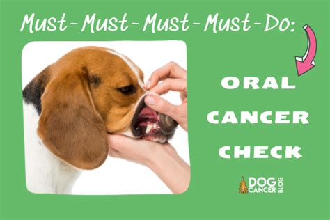 What Causes Oral Cancer In Dogs