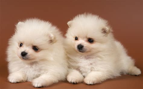 Pomeranian Spitz Dogs Wallpapers And Images Wallpapers Pictures Photos