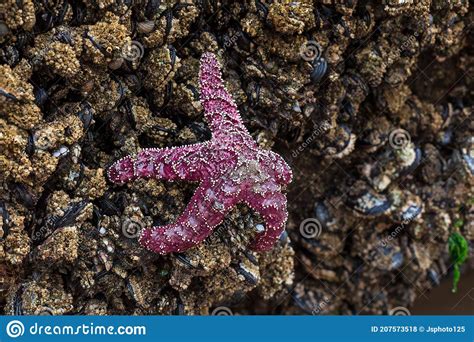 Purple Ochre Sea Star Pisaster Ochraceus Or Ochre Starfish Stock Photo
