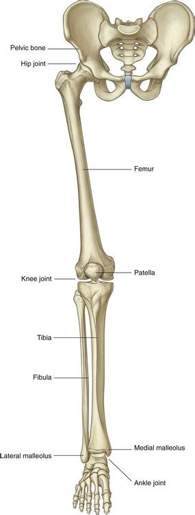 Anatomy Of Lower Limb Bones ~ Upper Limb Bones Anatomy And Muscle