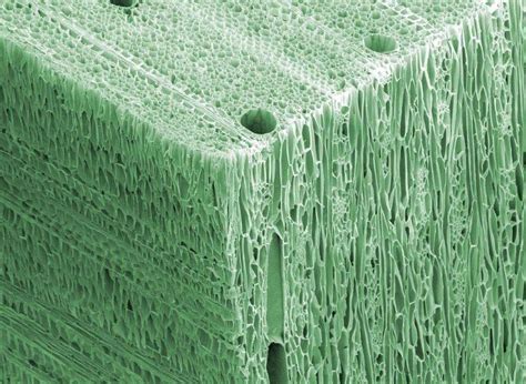 Light uses light waves as it's source of radiation and electron microscopes use electrons. Wood under an electron microscope /r/interestingasfuck x ...