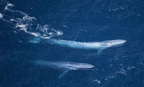 10 facts about blue whales that will leave you speechless