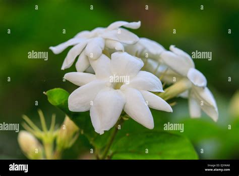 White Jasmine Flowers On Tree In Garden Stock Photo Alamy