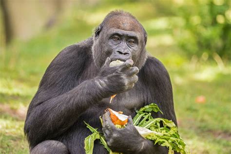 Top 122 Why Do Animals Eat Food