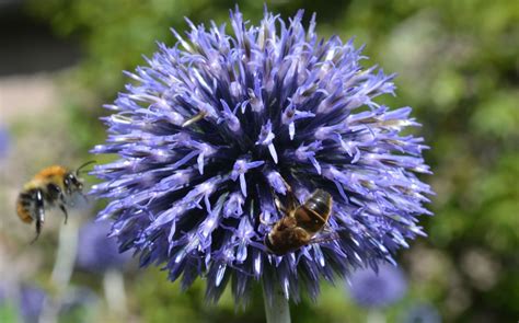 Check spelling or type a new query. What Can I Plant In My Garden To Help Honey Bees?Greenside Up