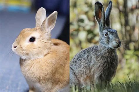 Rabbit Vs Hare The Difference Between Rabbits And Hares