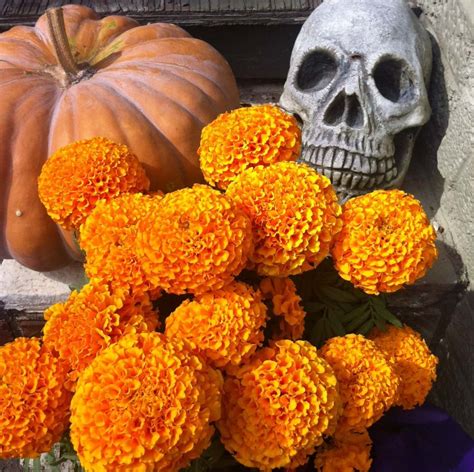 list 90 pictures why is the marigold used for the day of the dead superb