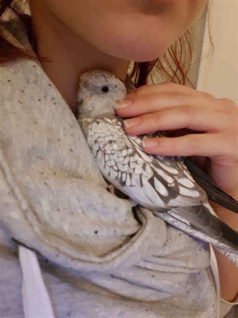 Why We Love Our Pet Birds Fluffy Animals Animals And Pets Baby