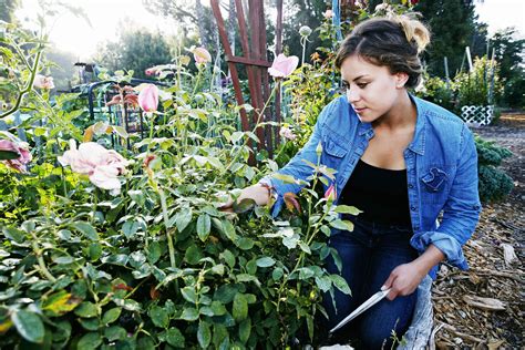 맨땅에 헤딩 / heading to the ground. Deadheading Plants: What It Means, Why It's Important