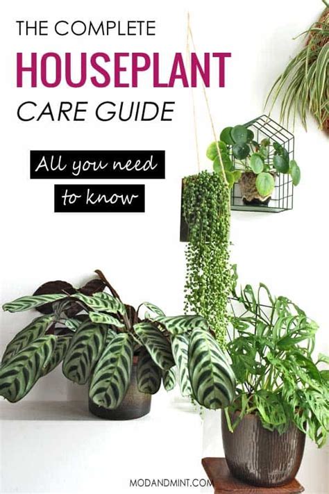 Complete Indoor Plant Care Guide Indoor Plant Care Guide House Plant