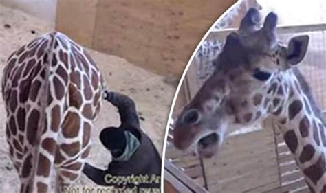 April The Giraffe Gives Birth Updates Live Stream Of Giraffe Labour Nature News Uk