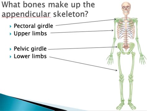 Appendicular Skeleton Flashcards Quizlet